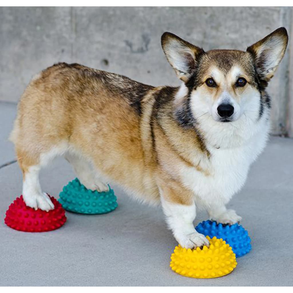 FitPAWS balancebolde til hunde 4 stk.